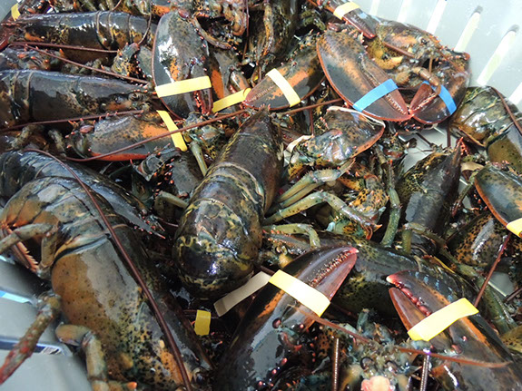 FRESH LOCAL LOBSTERS